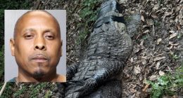 Jacksonville drug search uncovers animal abuse charges, found illegal alligator