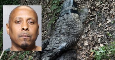 Jacksonville drug search uncovers animal abuse charges, found illegal alligator