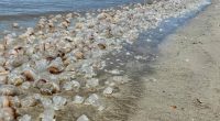 Jellyfish and stingray season: what you need to know