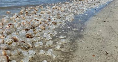 Jellyfish and stingray season: what you need to know