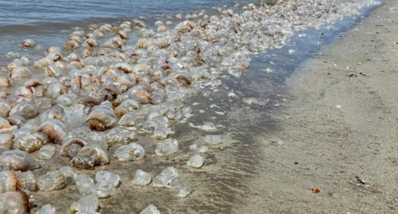 Jellyfish and stingray season: what you need to know