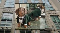 Judge rules that dog's family can seek emotional damages
