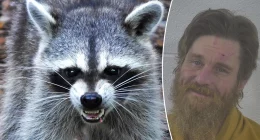 Kentucky man charged with releasing raccoon into business after previous mule-riding incidents