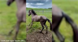 Lake Wales horse owner left animals malnourished, had chemicals leaking into drinking water: deputies