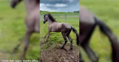 Lake Wales horse owner left animals malnourished, had chemicals leaking into drinking water: deputies