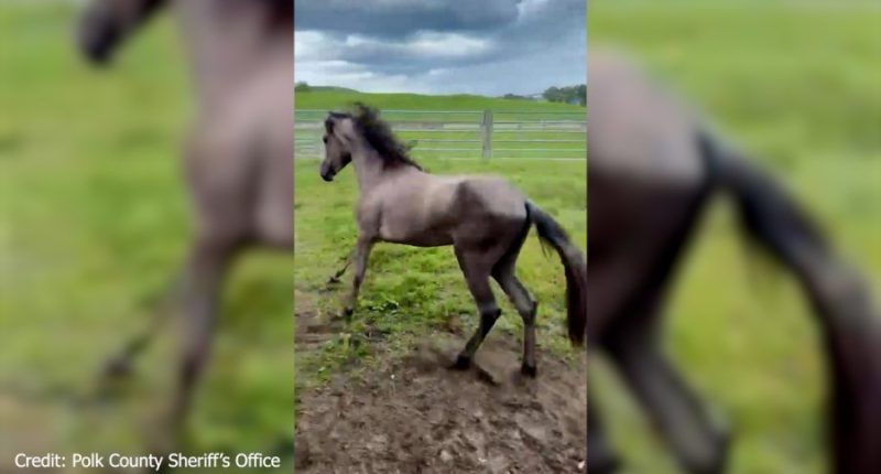 Lake Wales horse owner left animals malnourished, had chemicals leaking into drinking water: deputies