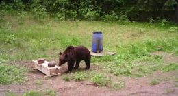 Lithuanian hunters refuse a government request to shoot a wild bear in the capital