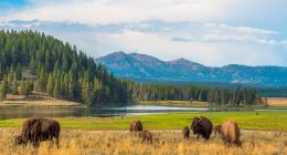 Buffalos grazing in Hayden Valley, Yellowstone National Park.