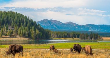 Buffalos grazing in Hayden Valley, Yellowstone National Park.