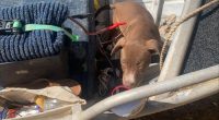 The dog and its owner were stranded in croc-infested waters in Kakadu National Park.