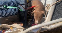 The dog and its owner were stranded in croc-infested waters in Kakadu National Park.