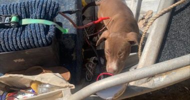 The dog and its owner were stranded in croc-infested waters in Kakadu National Park.