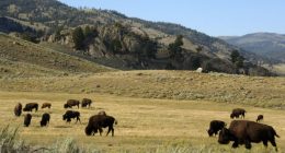 Man gored by bison at Yellowstone National Park, second incident this year