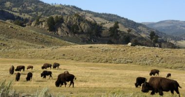 Man gored by bison at Yellowstone National Park, second incident this year