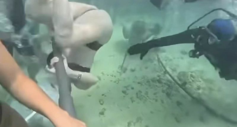 Moment underwater tourist appears to fight for life in viral video
