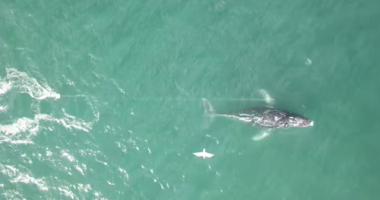 The unusual movements of an entangled humpback whale off ﻿the coast of New South Wales have been a cause of concern for rescue teams.