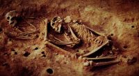 Mysterious 6,000-year-old remains with never-before-seen DNA