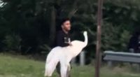 NYC bandits kidnap swan in bird-brained scheme, but mystery remains over its fate