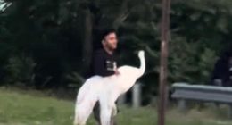 NYC bandits kidnap swan in bird-brained scheme, but mystery remains over its fate