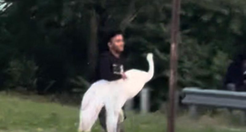NYC bandits kidnap swan in bird-brained scheme, but mystery remains over its fate