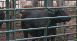 Nearly 700 cows escape Milford farm during storm