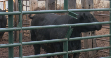 Nearly 700 cows escape Milford farm during storm