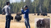 New Jersey man gored to death by bison at Yellowstone