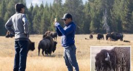 New Jersey man gored to death by bison at Yellowstone