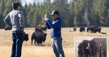 New Jersey man gored to death by bison at Yellowstone