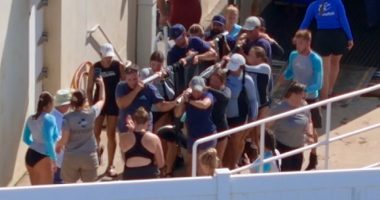 New dolphins arrive at Marineland