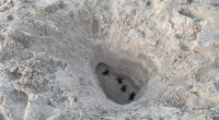 New rules at Anna Maria Island beach prevent digging huge holes in sand