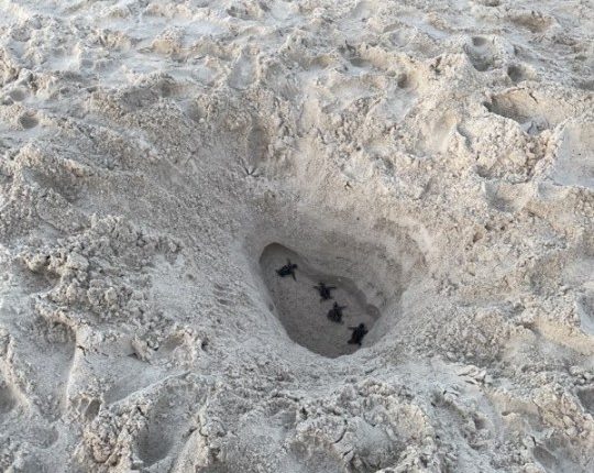 New rules at Anna Maria Island beach prevent digging huge holes in sand