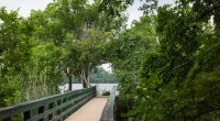 Over three dozen bodies found in Austin's Lady Bird Lake since 2022