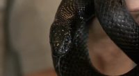 Peak snake season: Experts advise on how to avoid encounters