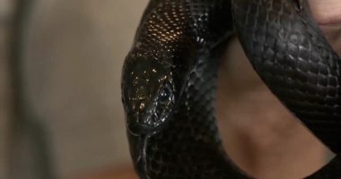 Peak snake season: Experts advise on how to avoid encounters