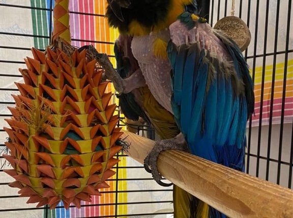 Potty-mouthed 'Samuel L. Jackson' parrot up for adoption