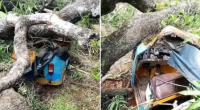 Pregnant woman and her husband escape unhurt as mango tree falls on tricycle in Ebonyi