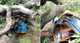 Pregnant woman and her husband escape unhurt as mango tree falls on tricycle in Ebonyi