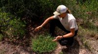 Proposed toll road could threaten rare plant found only in Polk County, advocates say