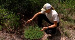 Proposed toll road could threaten rare plant found only in Polk County, advocates say