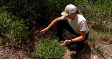 Proposed toll road could threaten rare plant found only in Polk County, advocates say