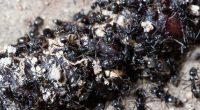 Close-up of ants eating a dead earthworm.
