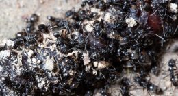 Close-up of ants eating a dead earthworm.
