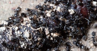 Close-up of ants eating a dead earthworm.