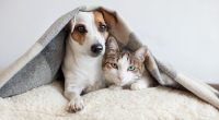 Rantoul officials share tips to keep pets happy during July 4th
