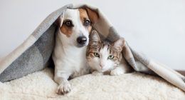 Rantoul officials share tips to keep pets happy during July 4th
