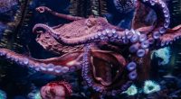 Riverbanks Zoo and Garden announces death of Susan the Giant Pacific Octopus