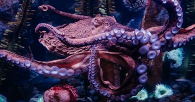 Riverbanks Zoo and Garden announces death of Susan the Giant Pacific Octopus