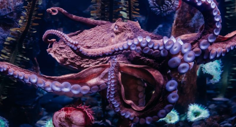Riverbanks Zoo and Garden announces death of Susan the Giant Pacific Octopus