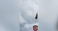 Runaway zebra's wild adventure comes to an end after dramatic helicopter rescue